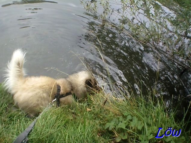 21.8.2025 - Dwix geht baden